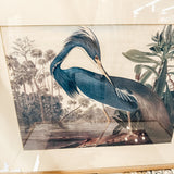 Framed Audubon Print-Blue Heron