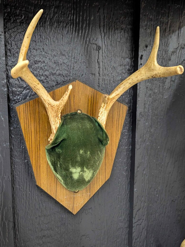 Antler mount with green velvet