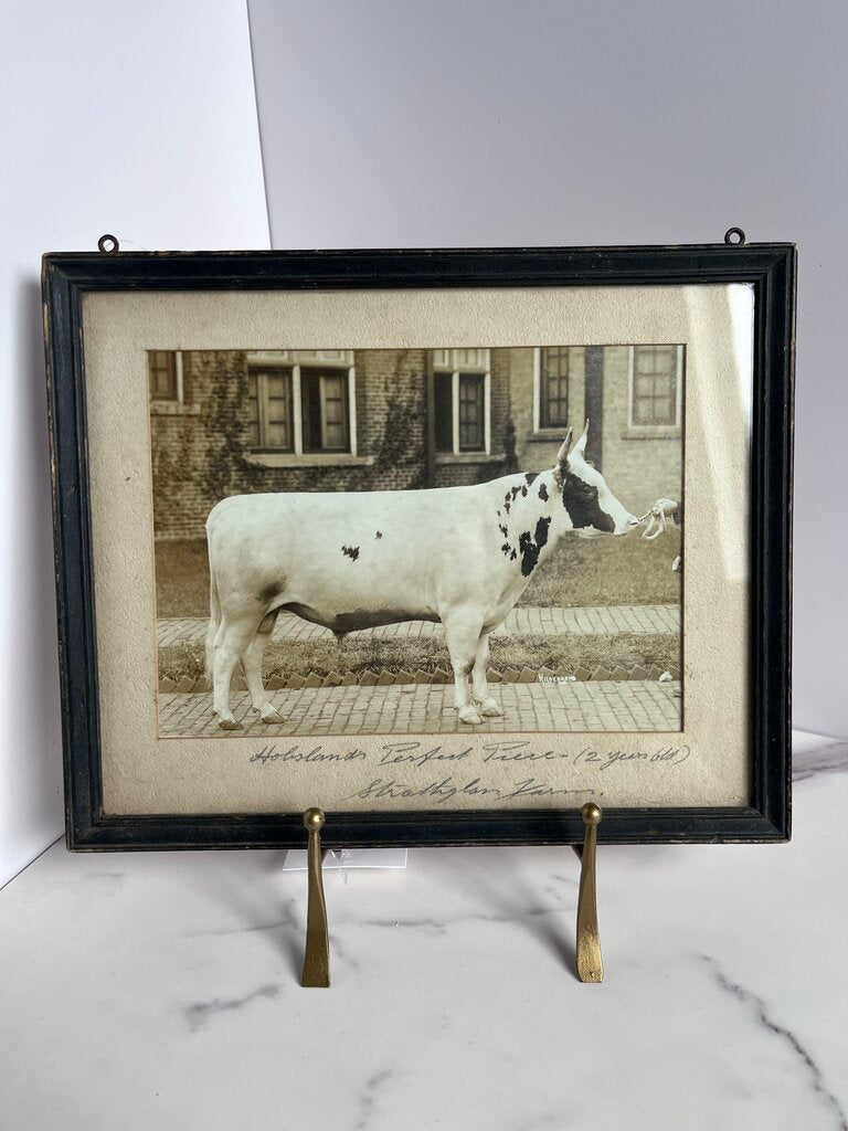 antique cow picture