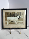 antique cow picture