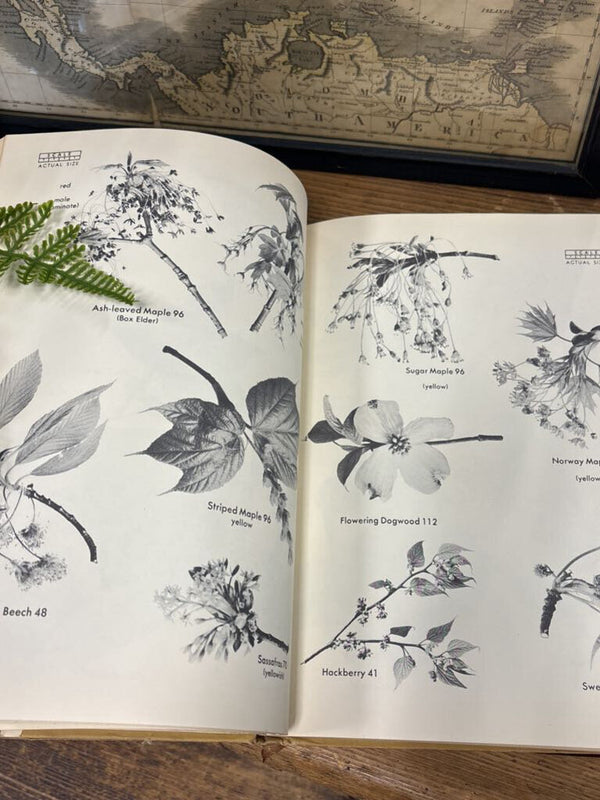 Tree Identification Book
