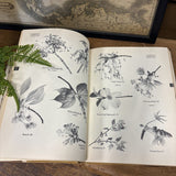 Tree Identification Book