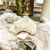 Coral specimen