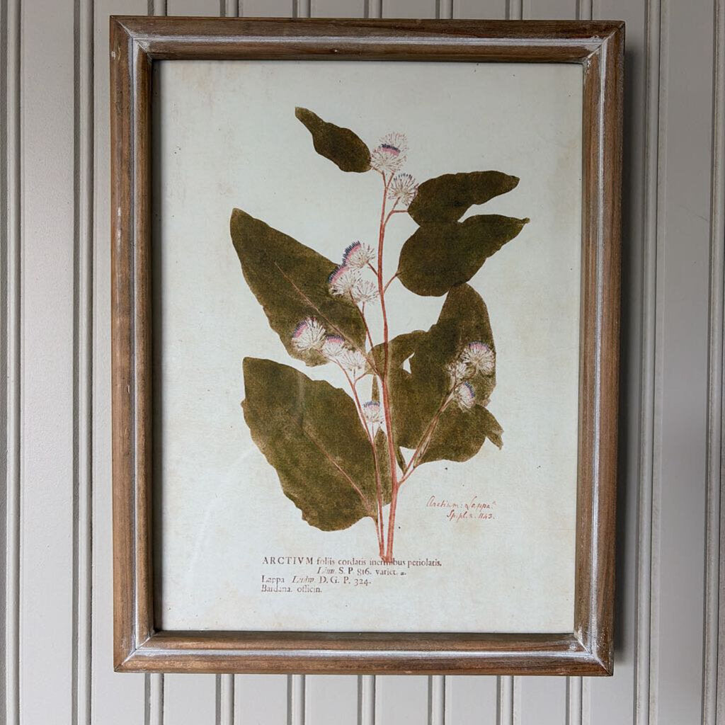 Botanical Wall Decor