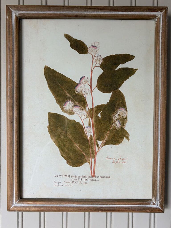 Botanical Wall Decor