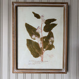 Botanical Wall Decor