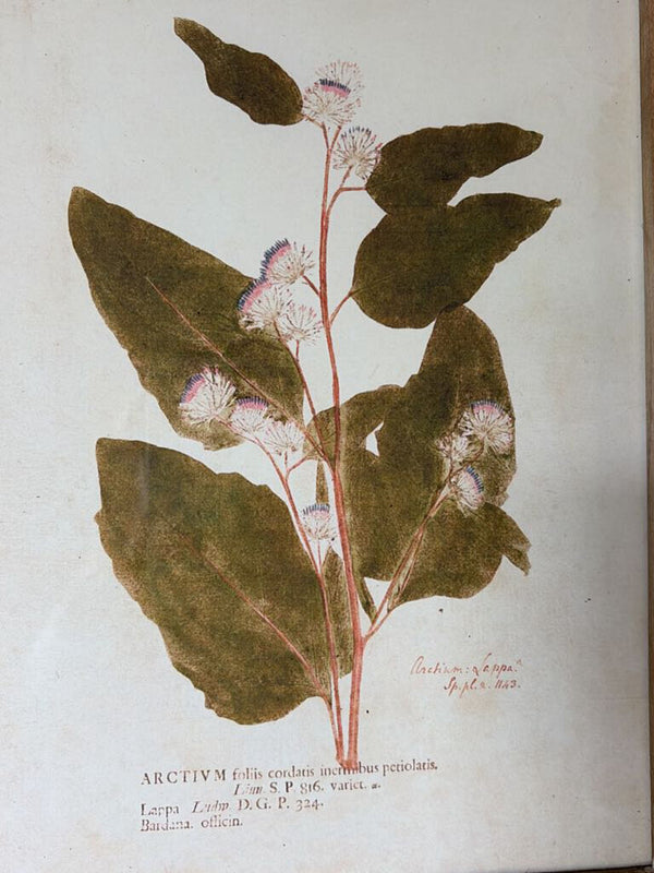 Botanical Wall Decor
