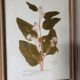 Botanical Wall Decor