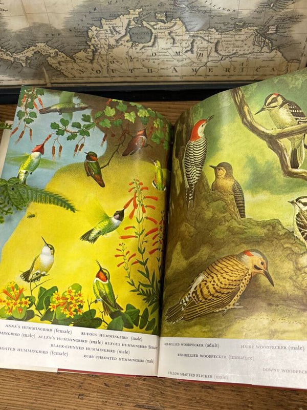 Familiar Garden Bird Book