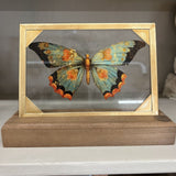 green butterfly glass and wood decor