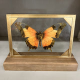orange butterfly glass and wood decor
