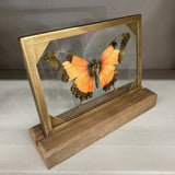 orange butterfly glass and wood decor