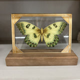 light green butterfly glass and wood decor