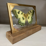 light green butterfly glass and wood decor