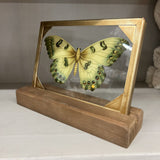 light green butterfly glass and wood decor