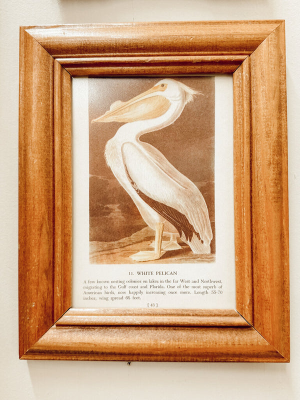Framed White pelican