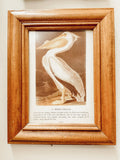 Framed White pelican
