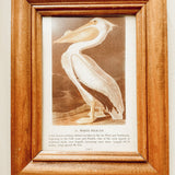 Framed White pelican