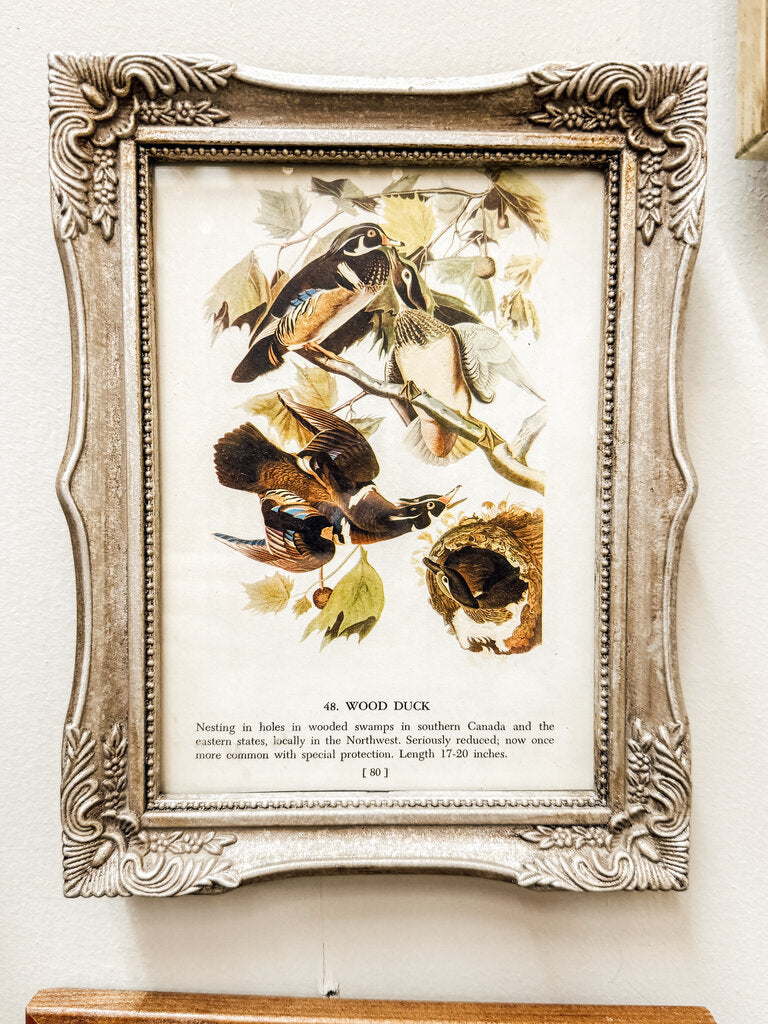 Framed wood duck