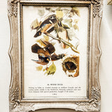 Framed wood duck