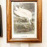 Framed wood ibis