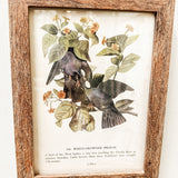 Framed white-crowned pigeon