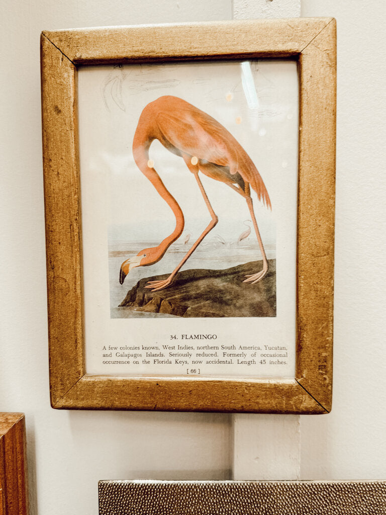 Gold framed flamingo