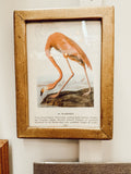 Gold framed flamingo