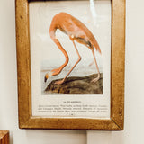 Gold framed flamingo