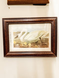 framed whistling swan