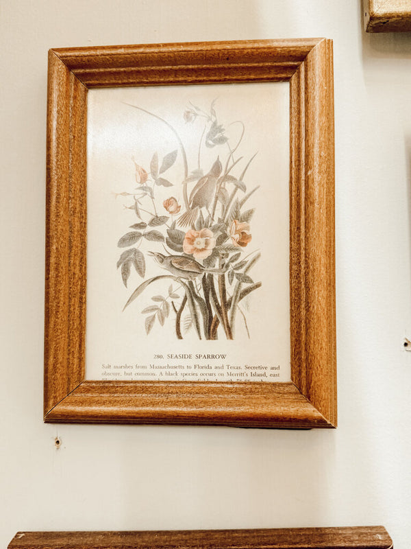 Framed seaside sparrow