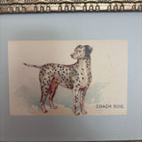 8x10 Dalmatian Framed Antique Art