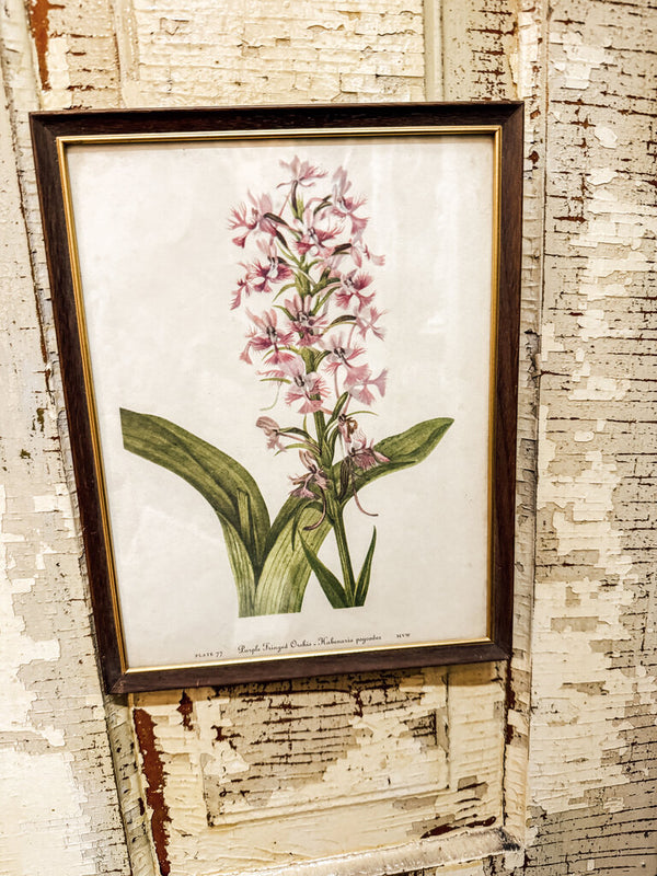 Framed purple fringed orchis