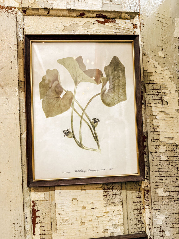 Framed wild ginger