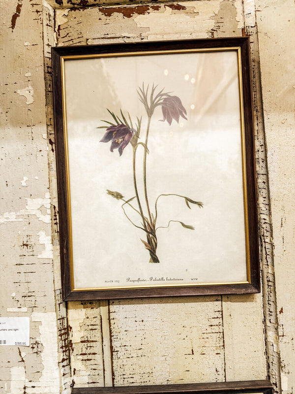 Framed pasqueflower