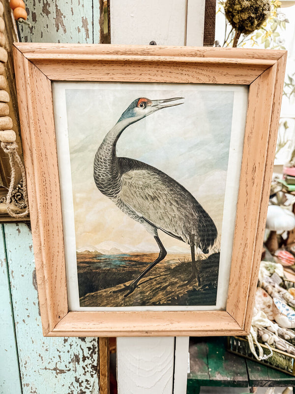 Framed red-shouldered hawk