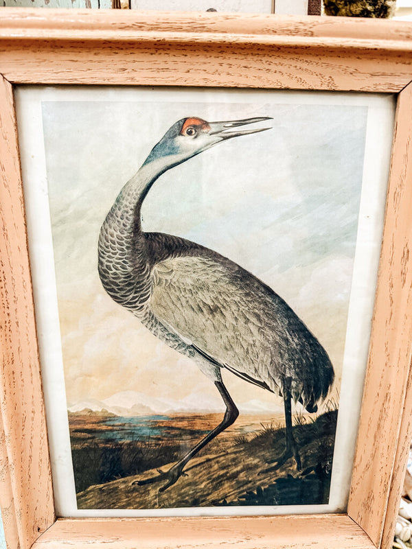 Framed red-shouldered hawk