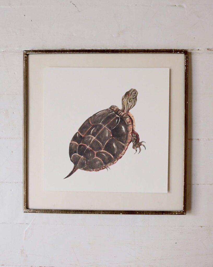 Painted Turtle Art Print (6x6)