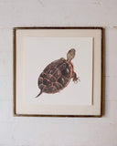 Painted Turtle Art Print (6x6)