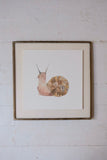Freshwater Snail Art Print (6x6)