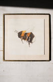 Bumblebee Art Print (6x6)