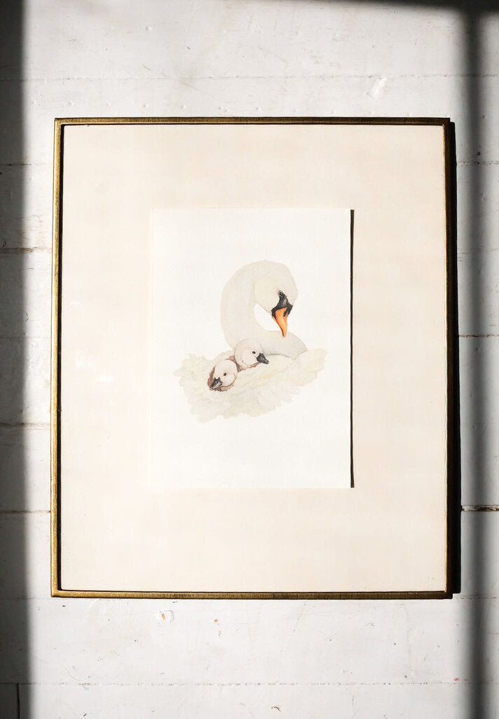 Swan & Cygnets (8.5x11)