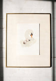 Swan & Cygnets (8.5x11)