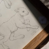 Frolicking Lambs Study (ORIGINAL Framed Sketch)