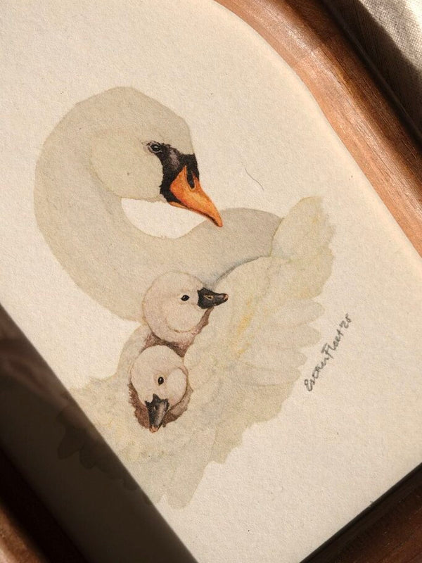 Swan & Cygnets *FRAMED*