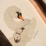 Swan & Cygnets *FRAMED*