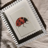 Ladybug *FRAMED*