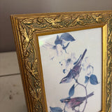 vintage bird print on gold frame