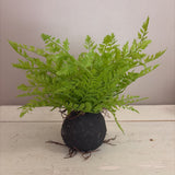fern plant on faux dirt/root ball base