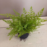 fern plant on faux dirt/root ball base